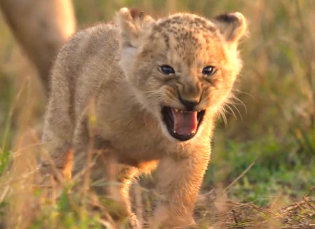 Jon Favreau-backed LION to premiere in India on August 27, follows lion cub Kio s journey, , 2026